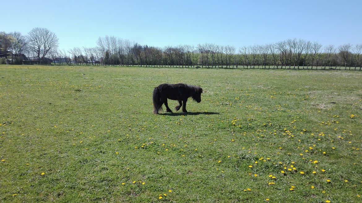 Shetlænder Victoria ( vic ) Himmel pony ( savnet meget ) billede 20