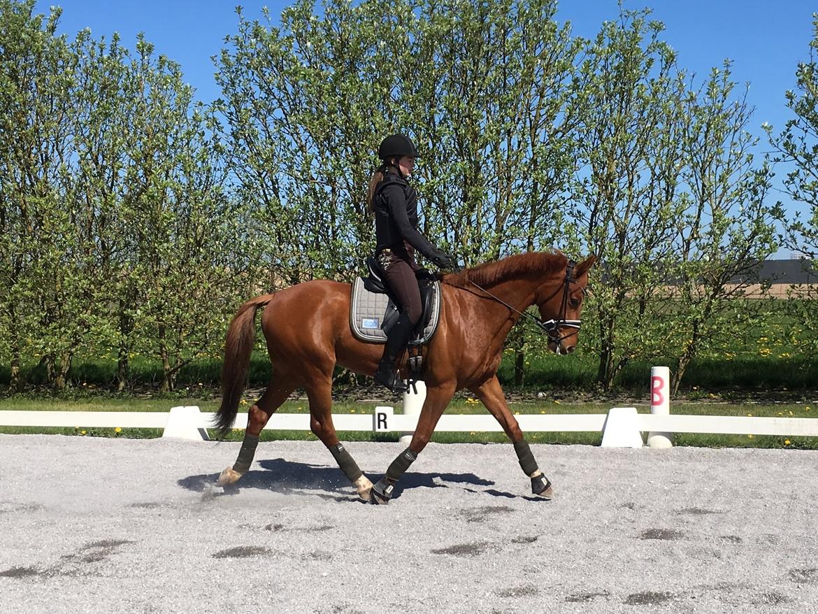 Hollandsk Varmblod Jack daniels (Emil) billede 9