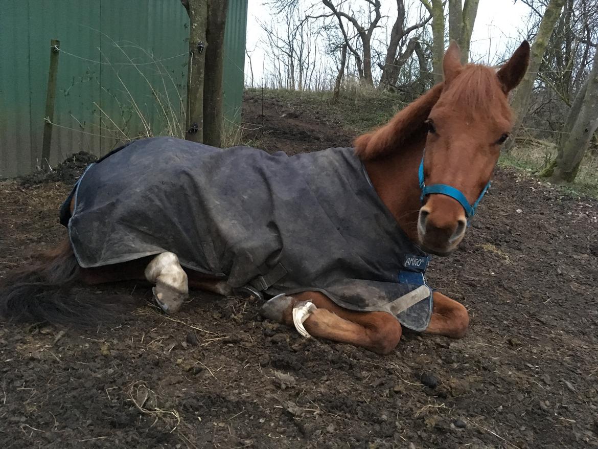 Hollandsk Varmblod Jack daniels (Emil) billede 7