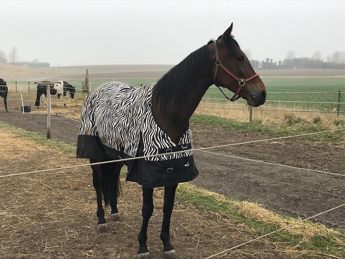 Traver Sofia Damhus billede 14