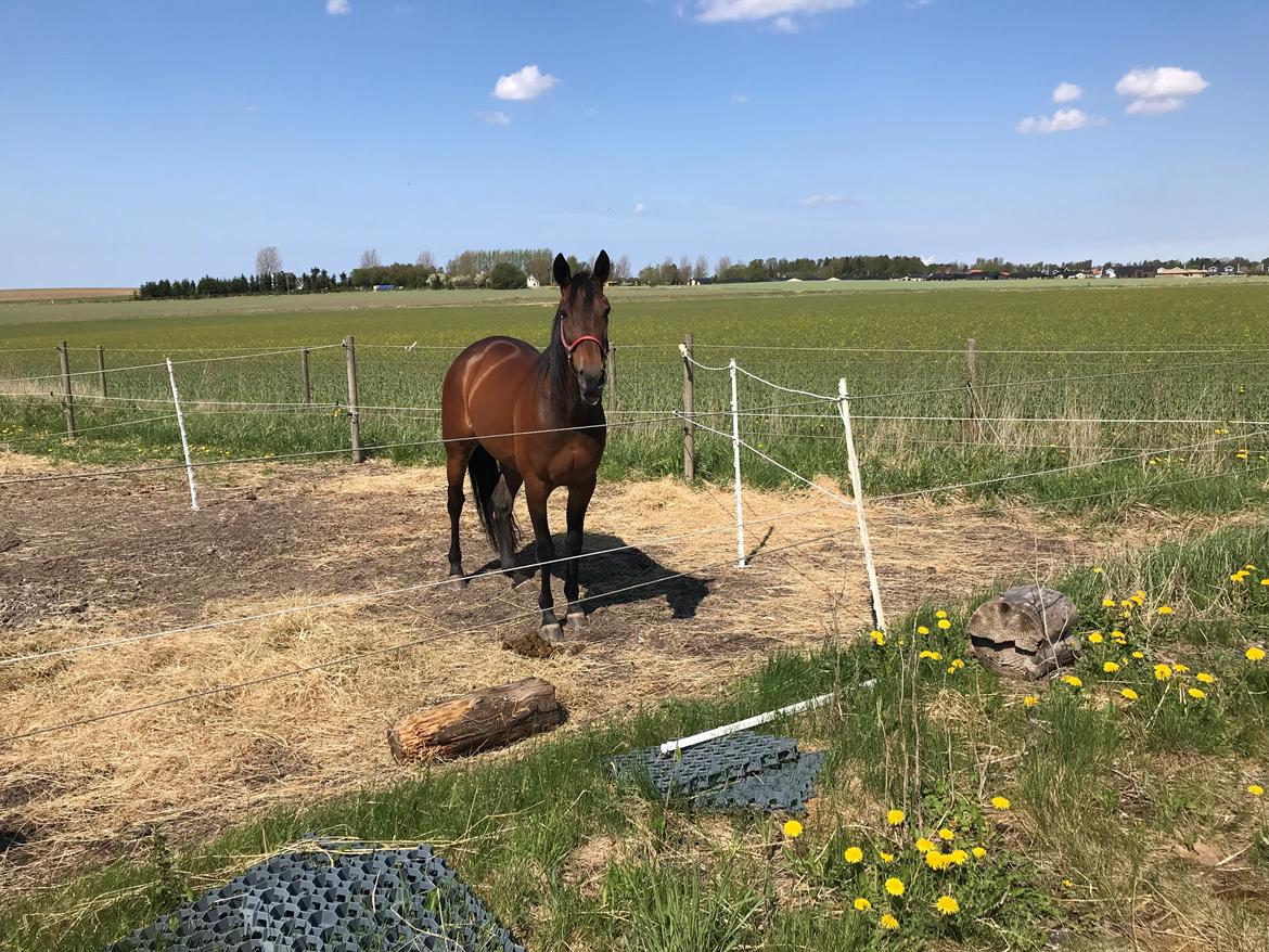 Traver Sofia Damhus billede 16