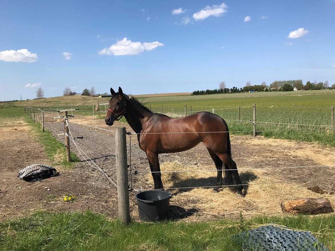 Traver Sofia Damhus billede 15