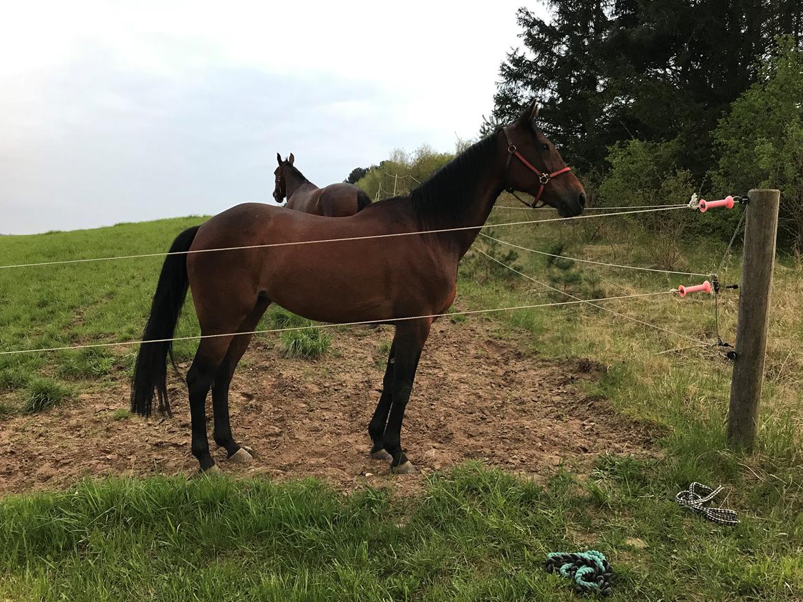 Traver Sofia Damhus billede 17