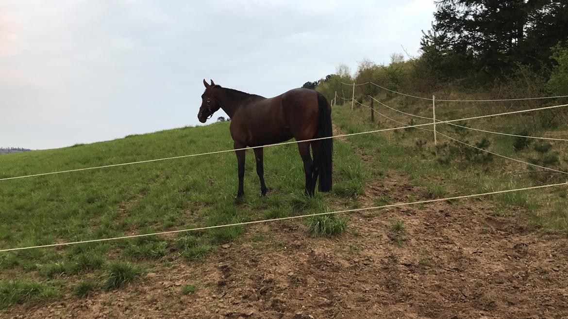 Traver Treasure Me K G billede 15