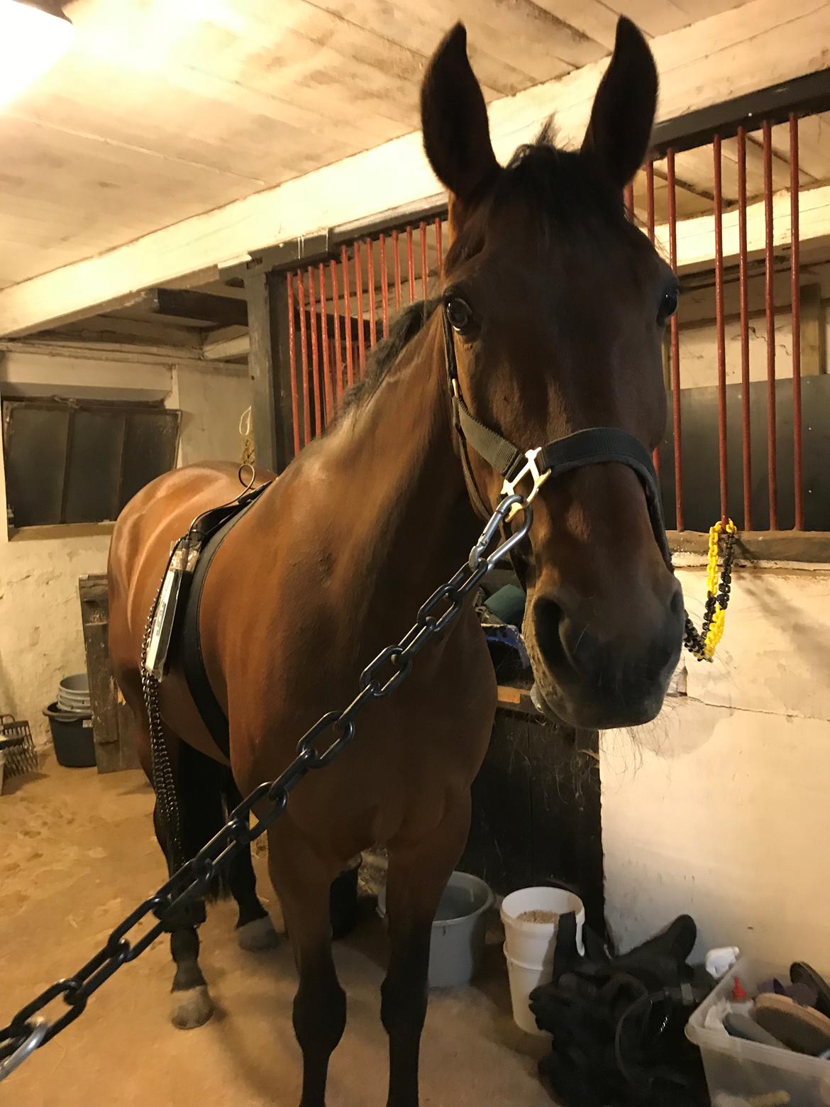 Traver Treasure Me K G billede 16