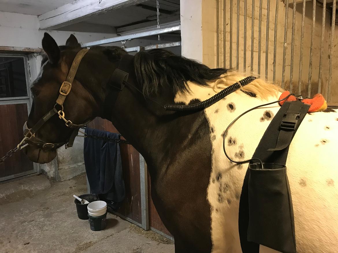 Pinto Nacoma indian - Får en tur med Horse Nova billede 27