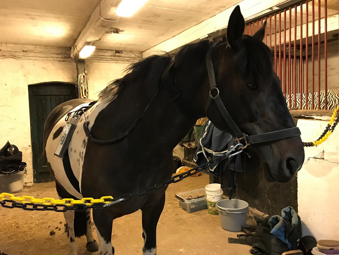 Pinto Nacoma indian billede 28