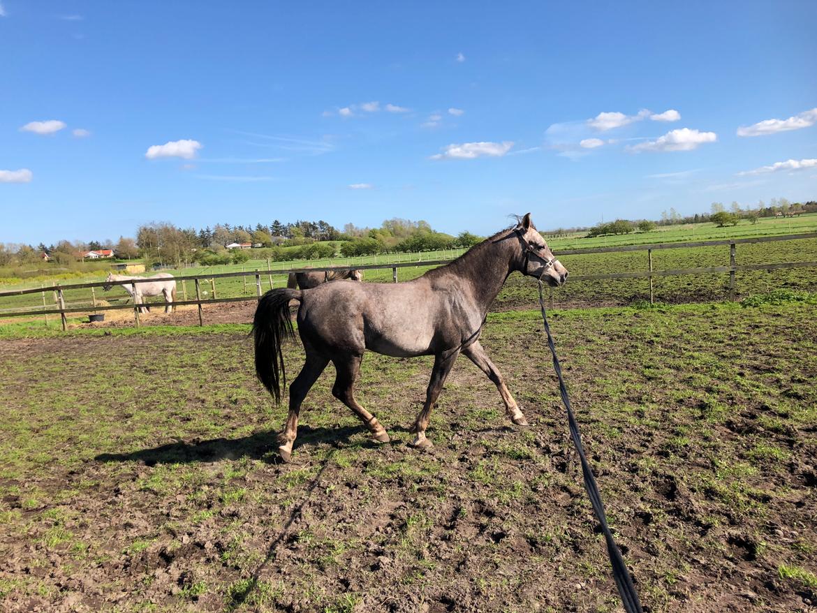 Arabisk fuldblod (OX) Dy ameer pasha ox billede 8