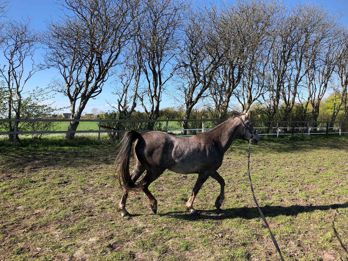 Arabisk fuldblod (OX) Dy ameer pasha ox billede 10