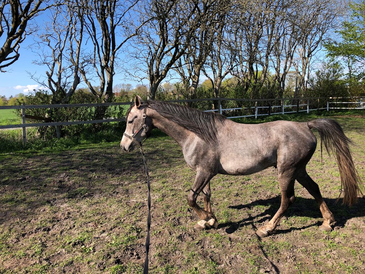 Arabisk fuldblod (OX) Dy ameer pasha ox billede 11