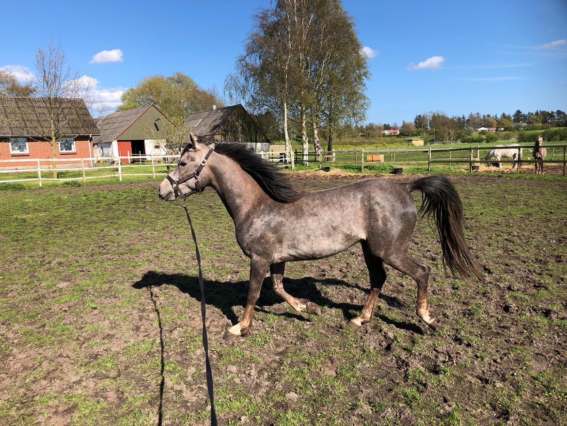 Arabisk fuldblod (OX) Dy ameer pasha ox billede 12