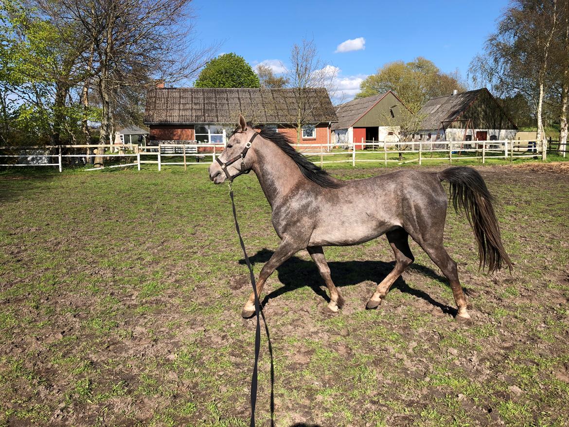 Arabisk fuldblod (OX) Dy ameer pasha ox billede 13