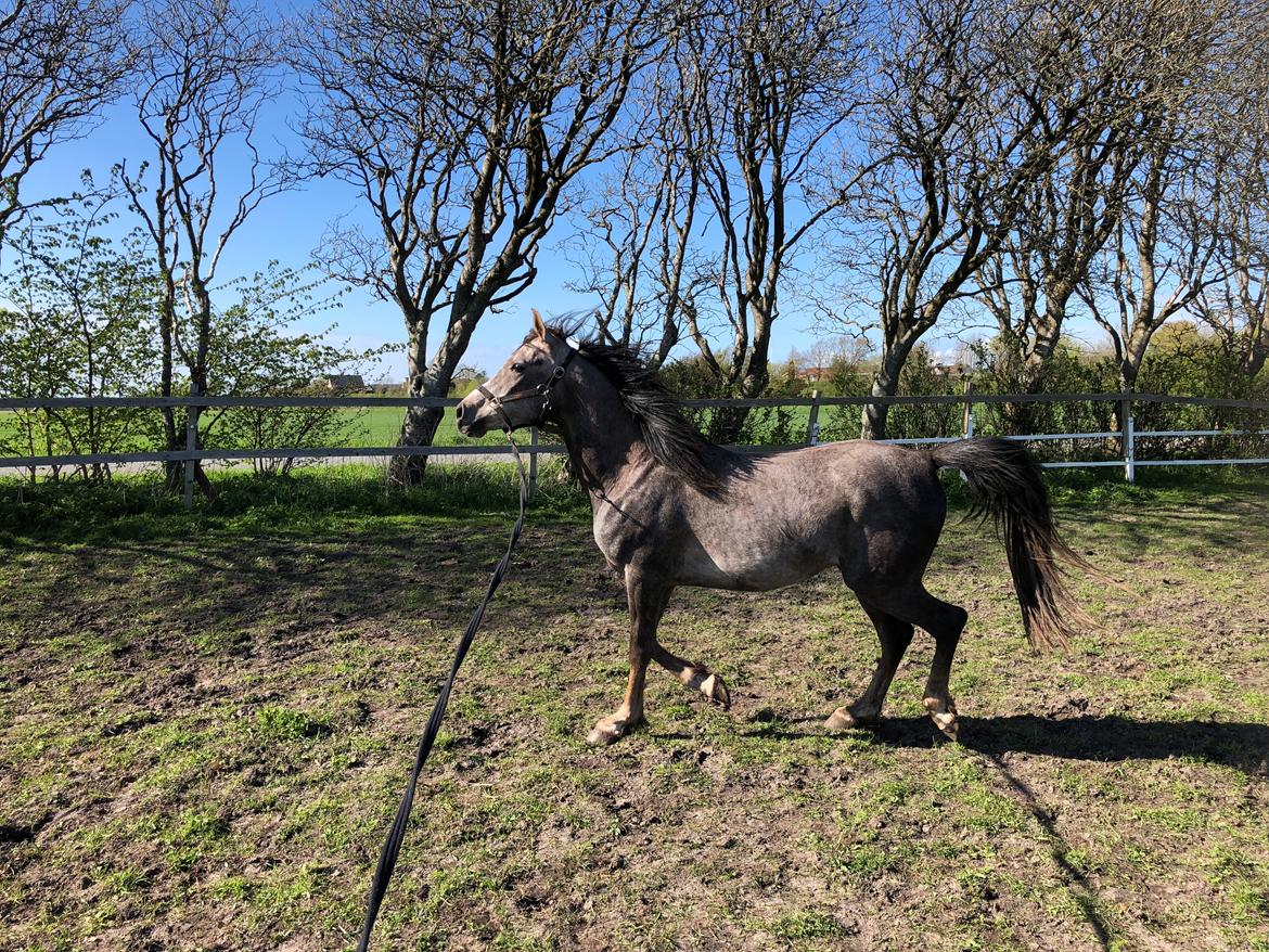 Arabisk fuldblod (OX) Dy ameer pasha ox billede 14