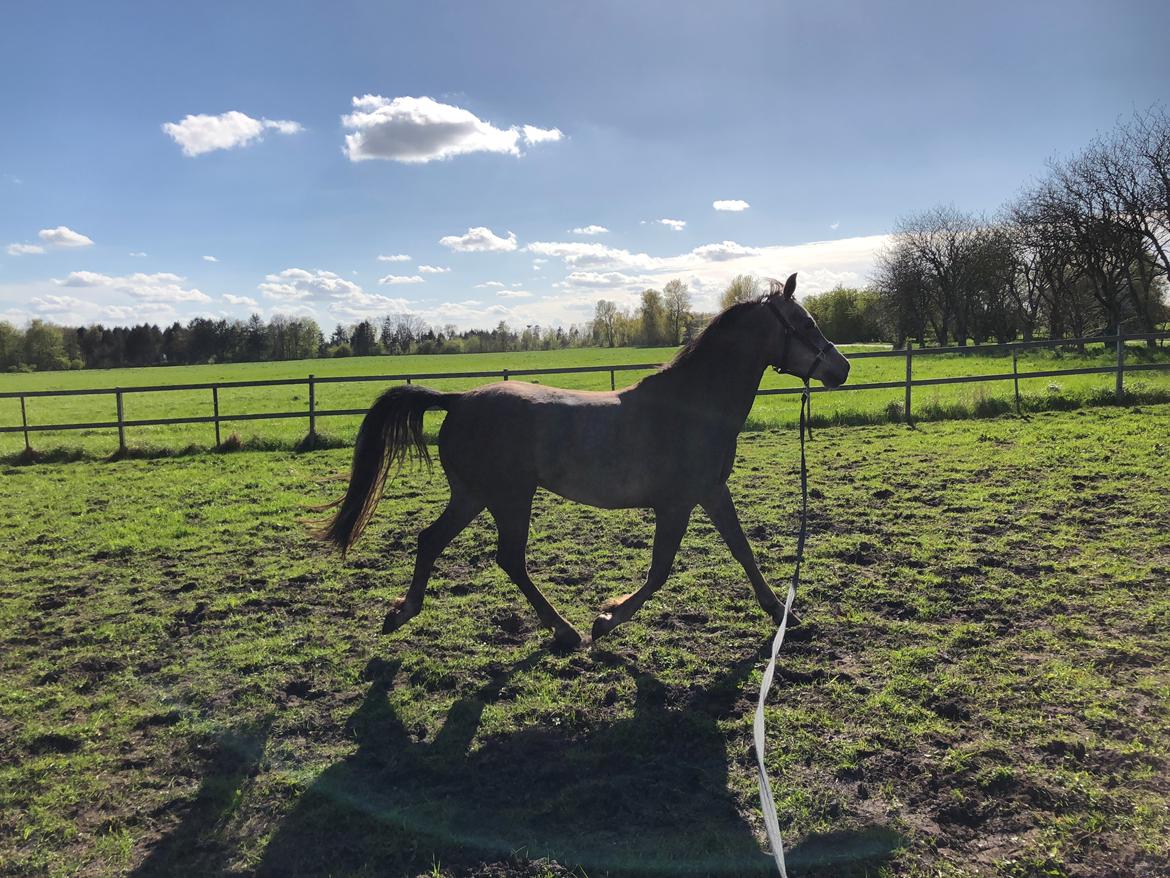 Arabisk fuldblod (OX) Dy ameer pasha ox billede 9