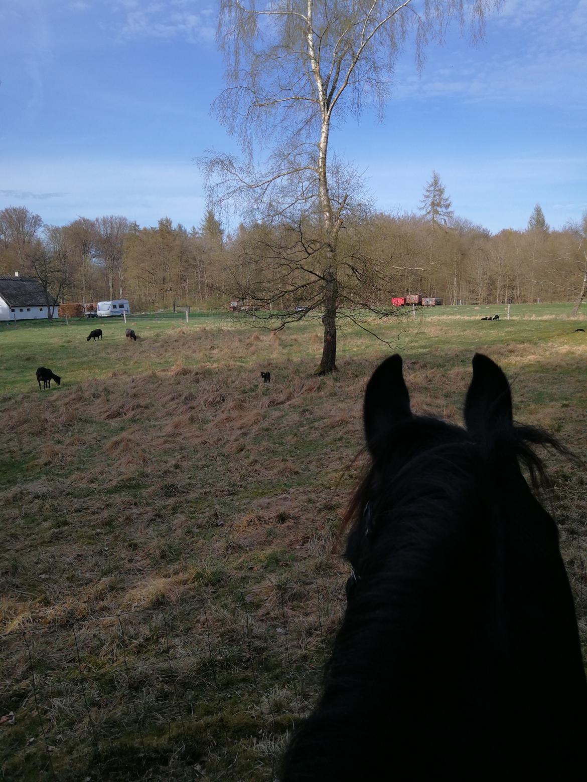 Frieser Uno (Parthest)  billede 2