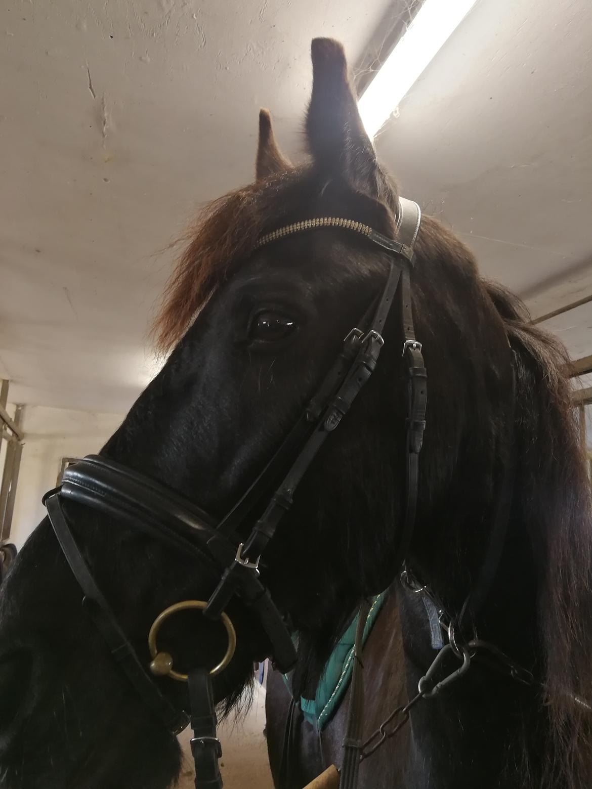 Frieser Uno (Parthest)  billede 3