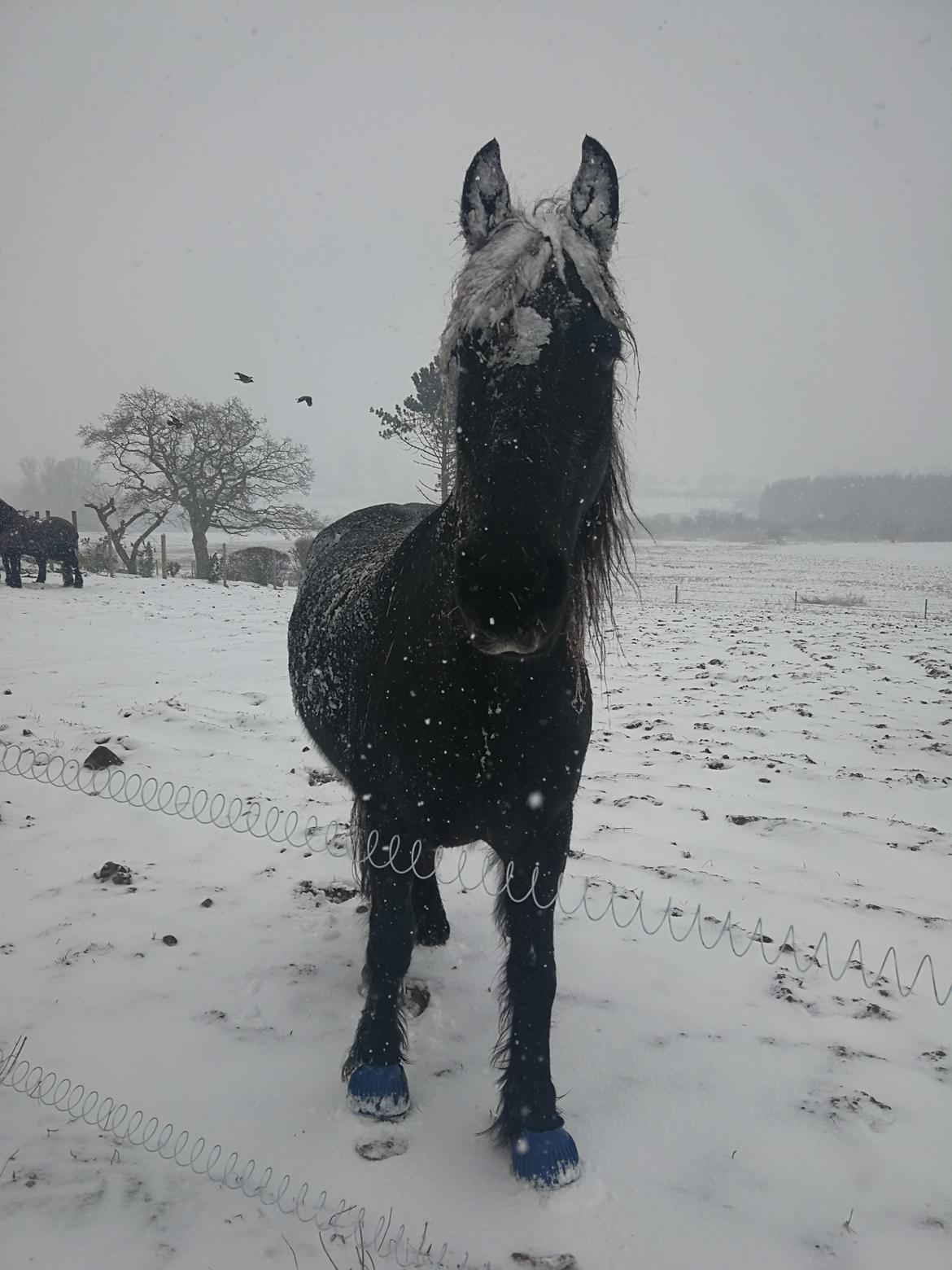 Frieser Uno (Parthest)  billede 4