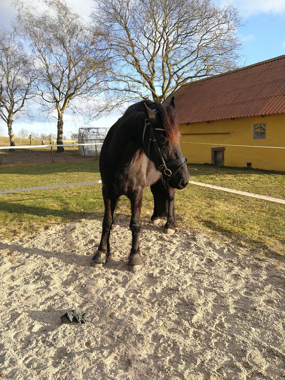 Frieser Uno (Parthest)  billede 6