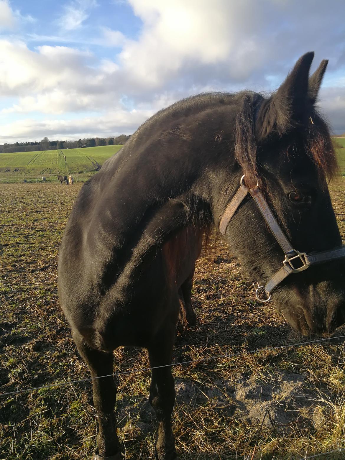 Frieser Uno (Parthest)  billede 9