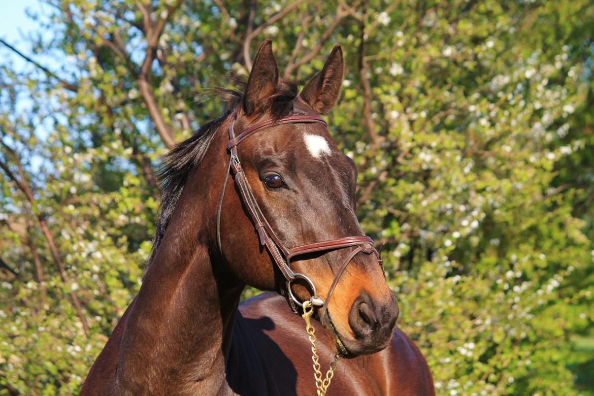 Fuldblod (XX) Casino XX RIP billede 1