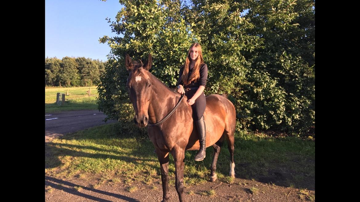 Fuldblod (XX) Casino XX RIP billede 4