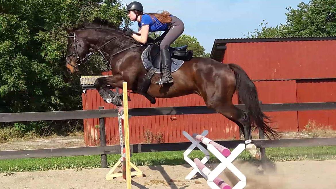 Fuldblod (XX) Casino XX RIP billede 9