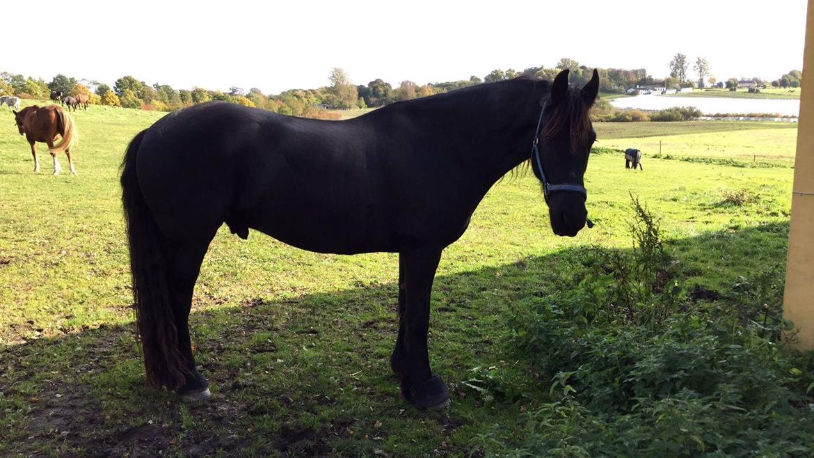 Frieser Uno (Parthest)  billede 10