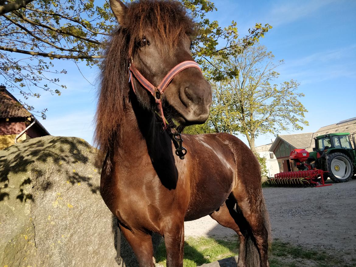 Islænder Fengur Frá Bjergesø billede 11