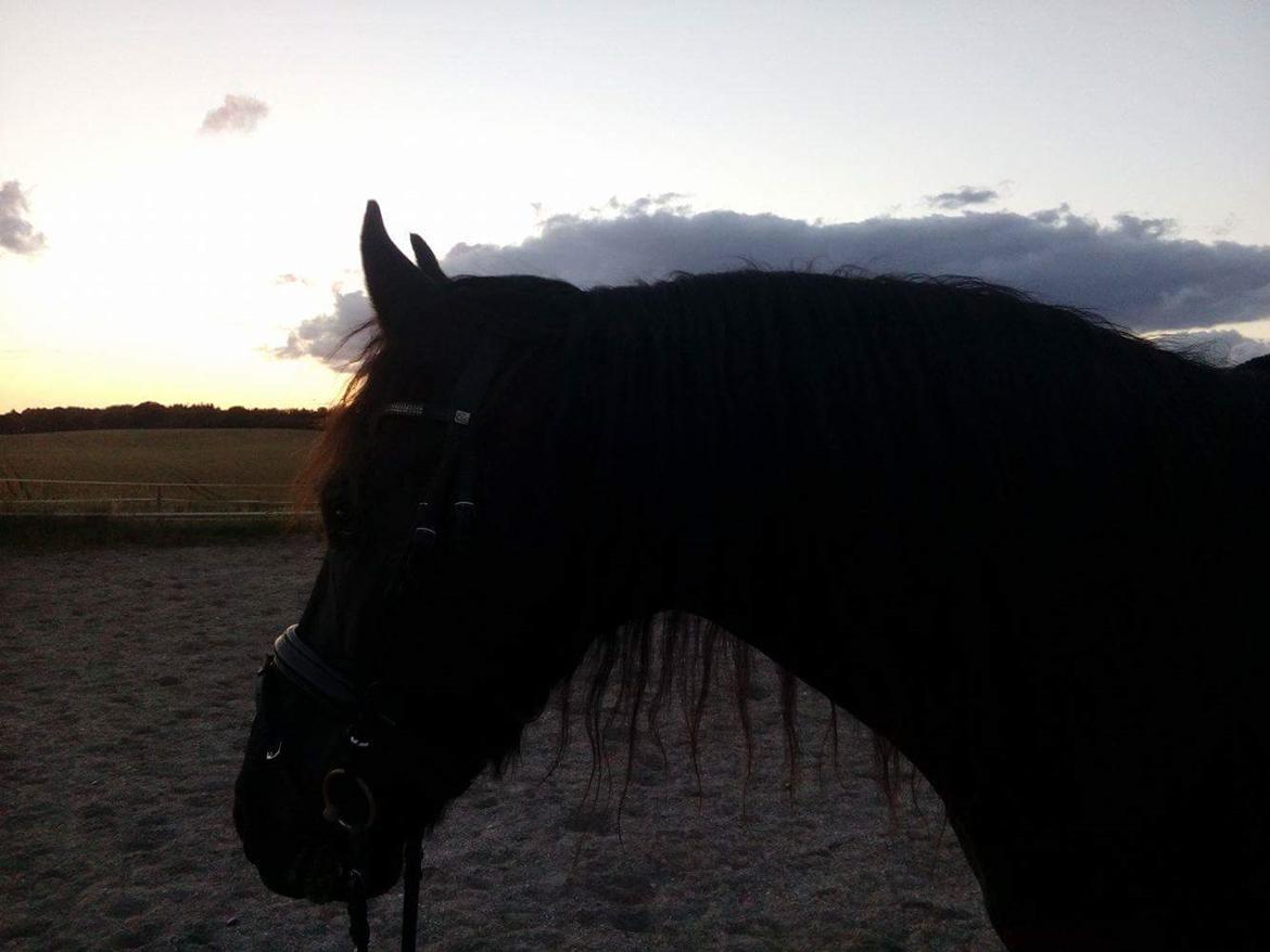 Frieser Uno (Parthest)  billede 15