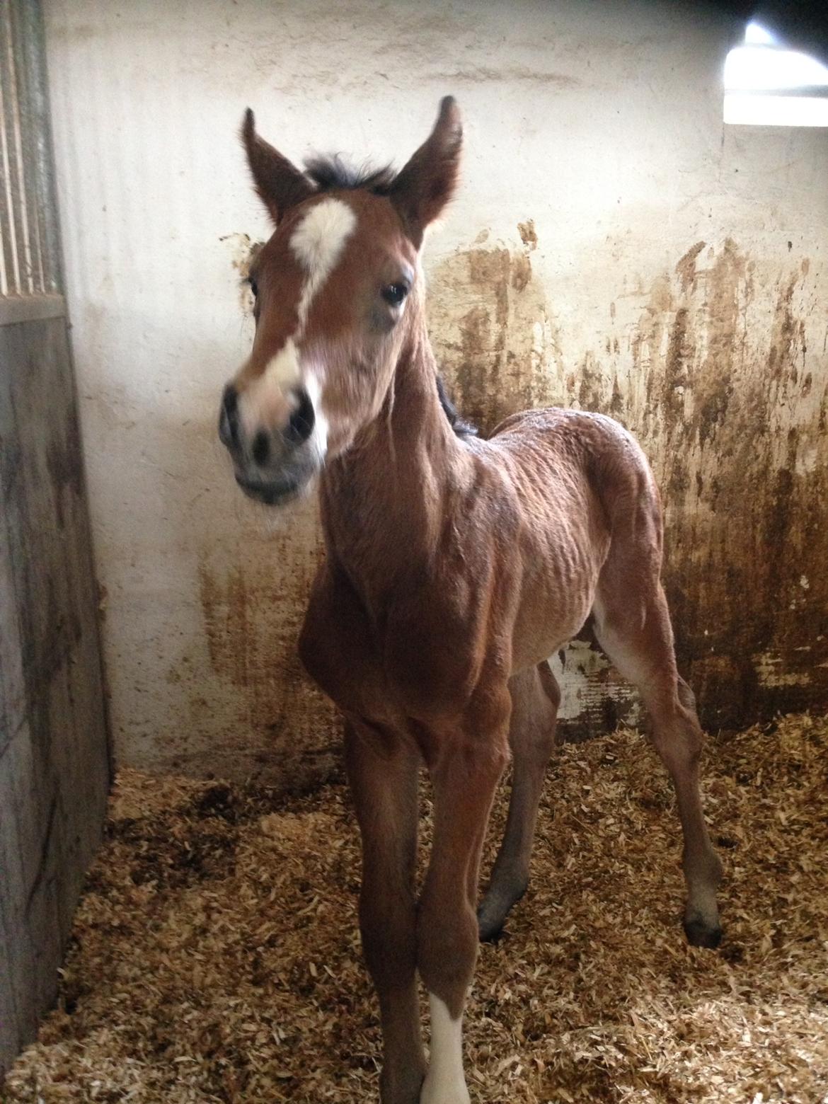 Dansk Varmblod Søgaards Mr. Seagal billede 1