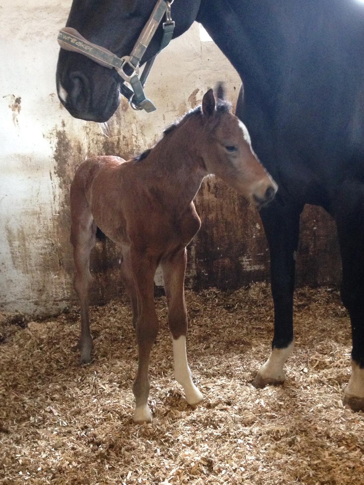 Dansk Varmblod Søgaards Mr. Seagal billede 3