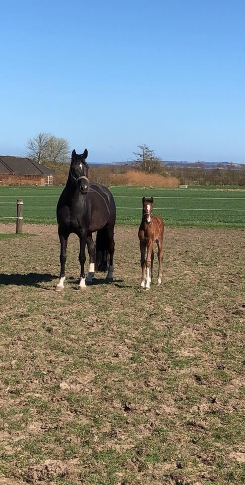 Dansk Varmblod Søgaards Mr. Seagal billede 4
