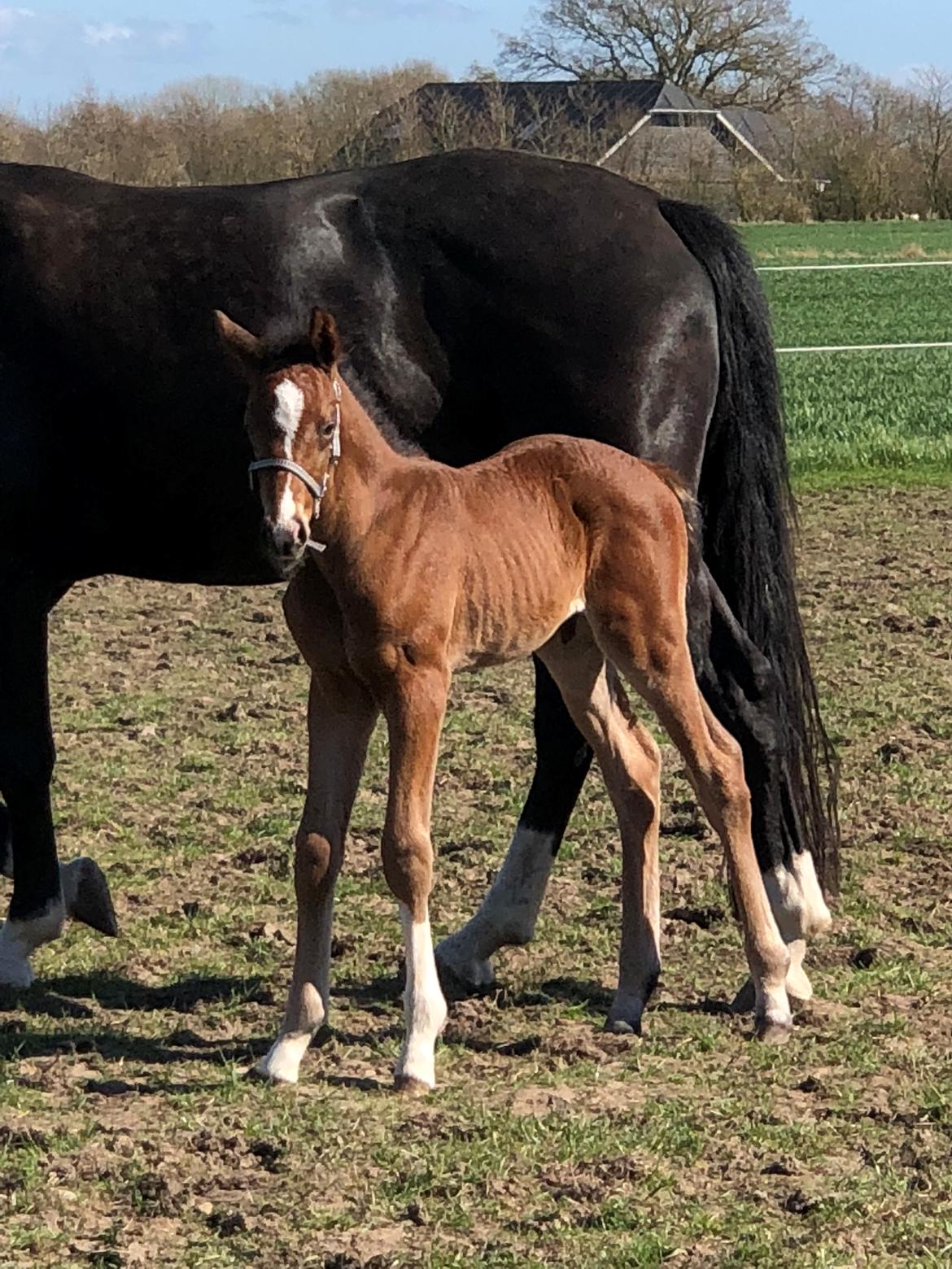 Dansk Varmblod Søgaards Mr. Seagal billede 5
