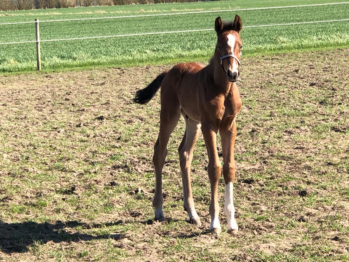 Dansk Varmblod Søgaards Mr. Seagal billede 6