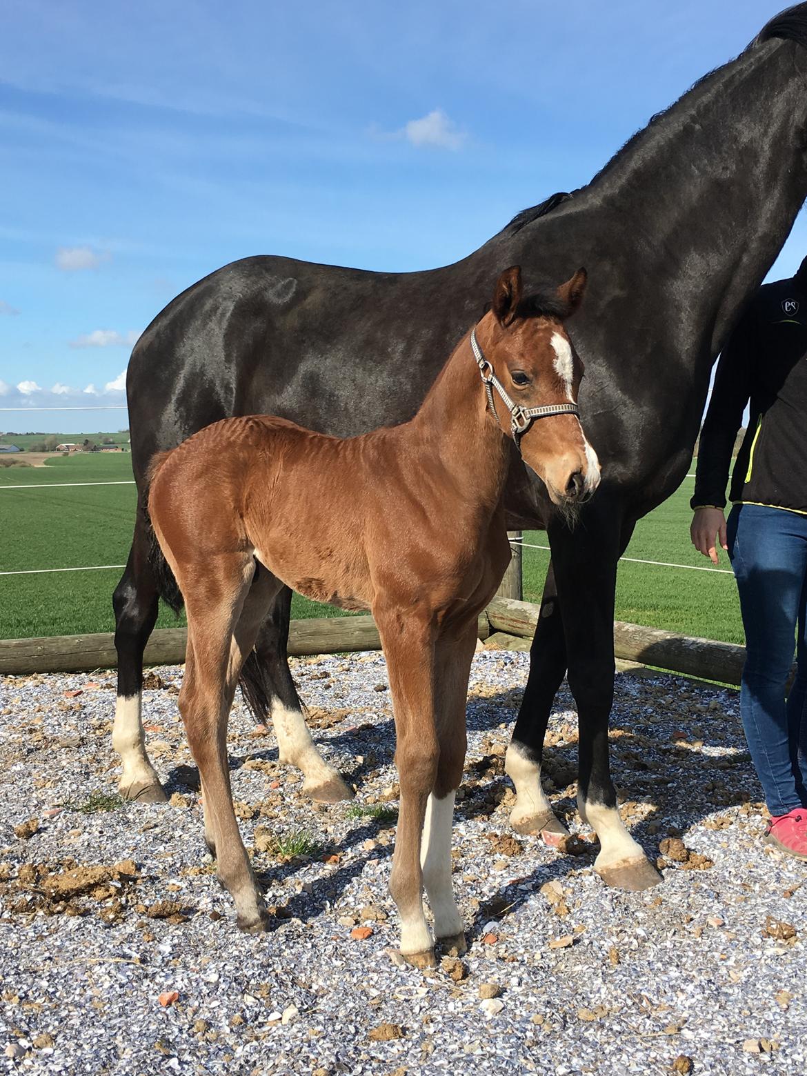 Dansk Varmblod Søgaards Mr. Seagal billede 7