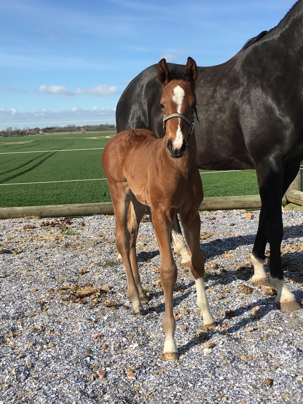 Dansk Varmblod Søgaards Mr. Seagal billede 8