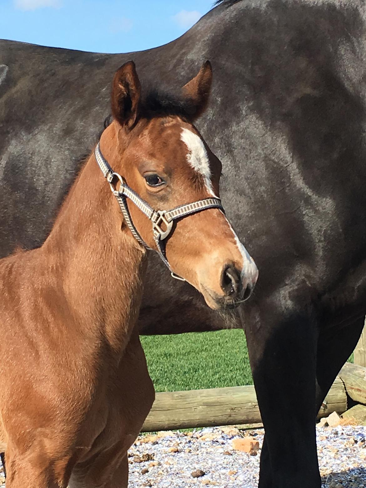 Dansk Varmblod Søgaards Mr. Seagal billede 9