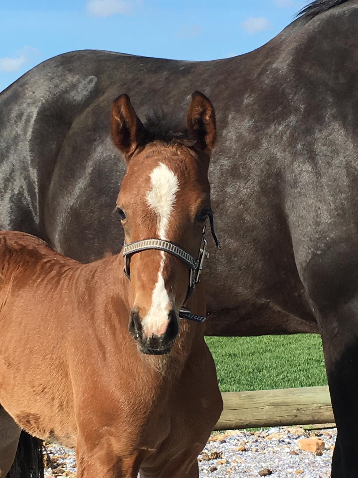Dansk Varmblod Søgaards Mr. Seagal billede 10