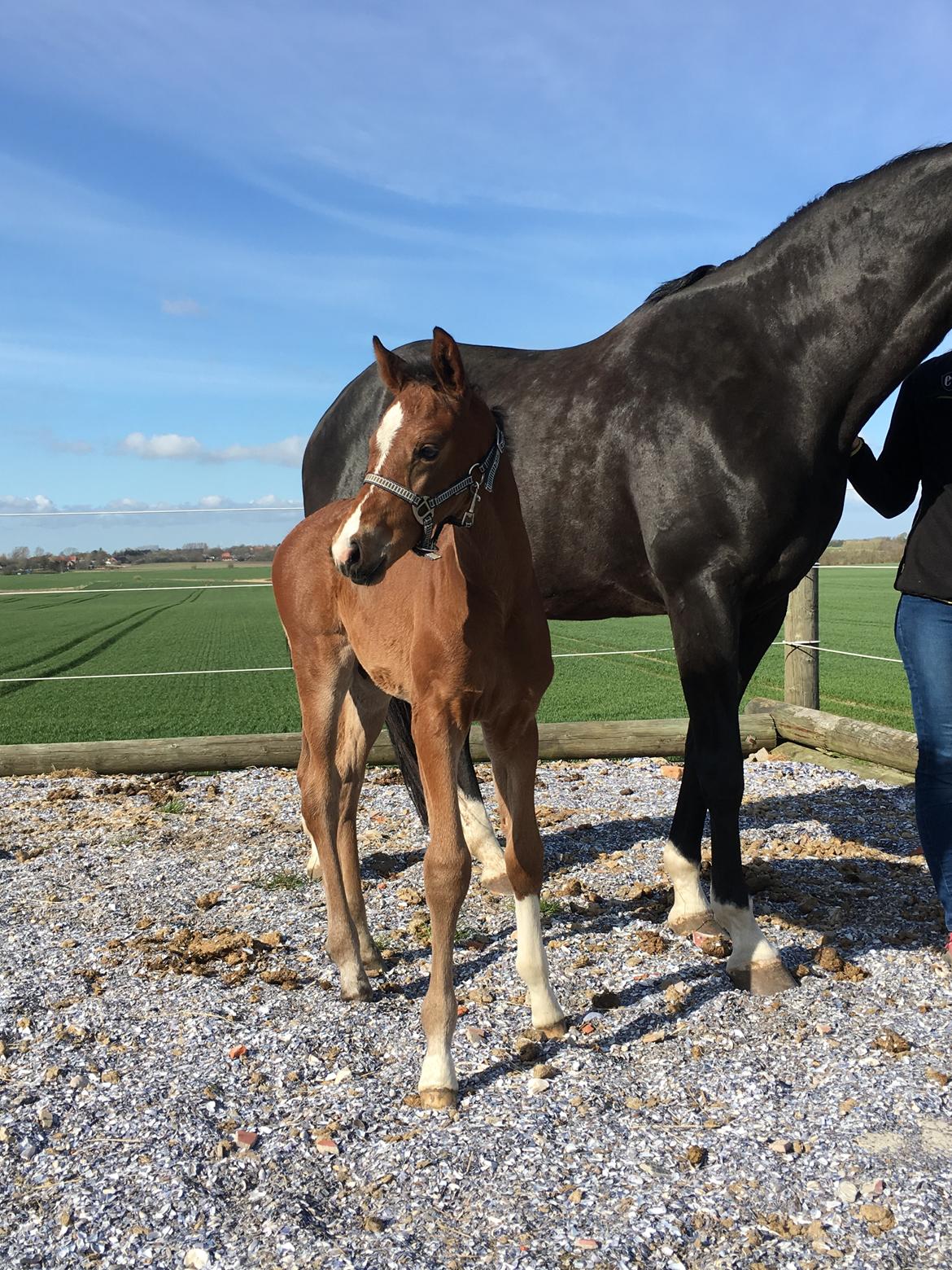 Dansk Varmblod Søgaards Mr. Seagal billede 11