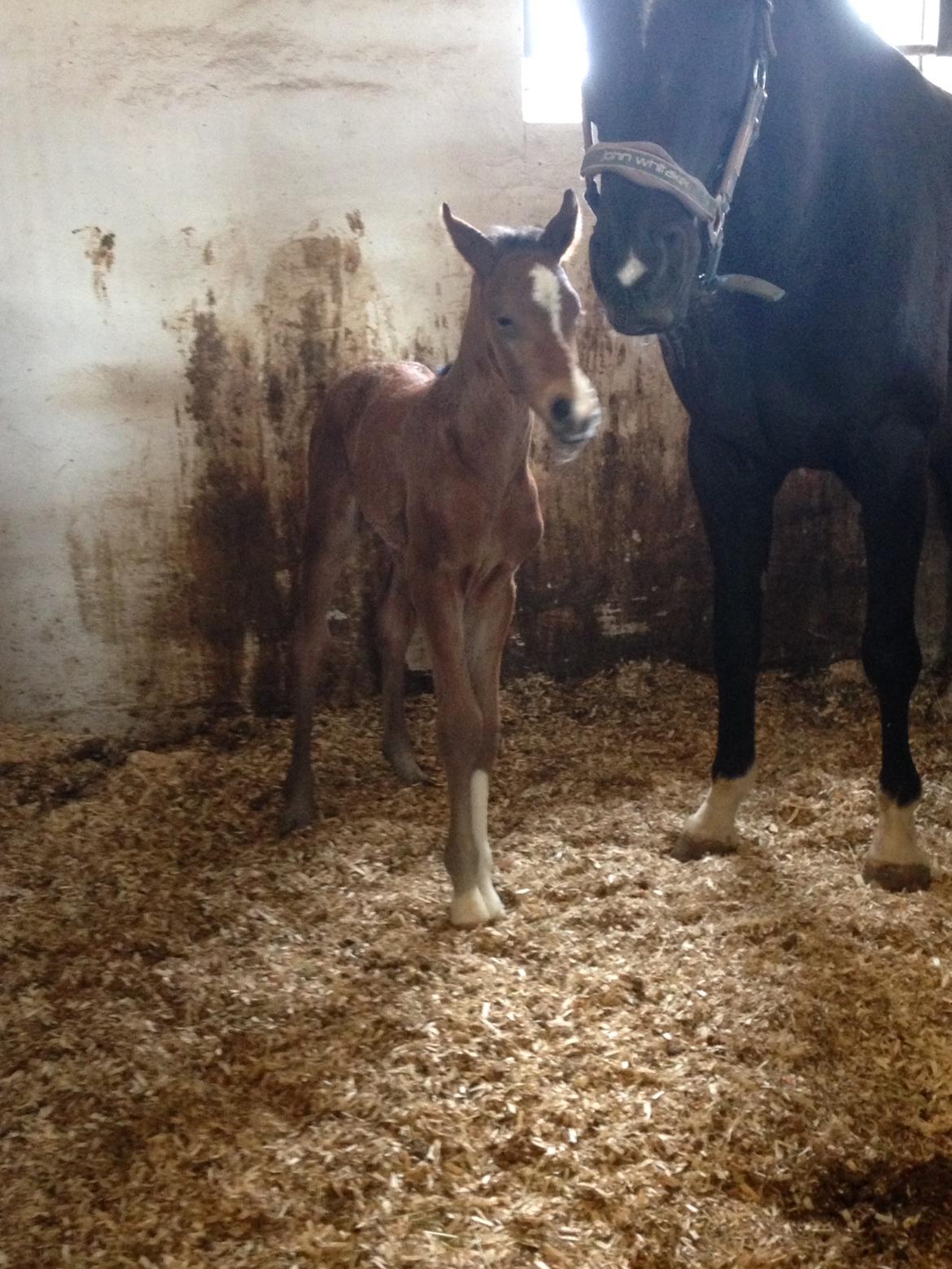 Dansk Varmblod Søgaards Mr. Seagal billede 2