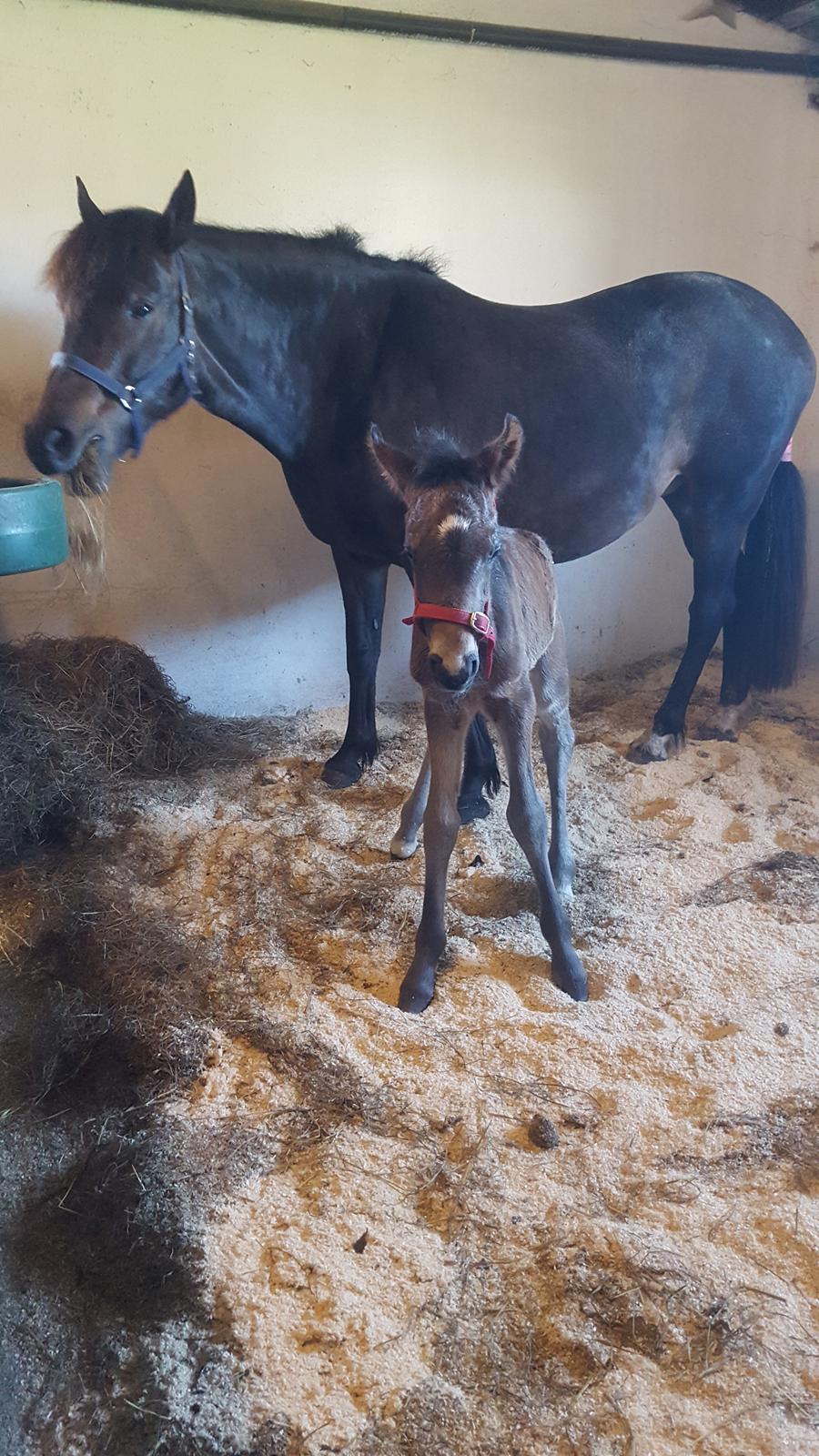 New Forest Harbogaards total temptation billede 8