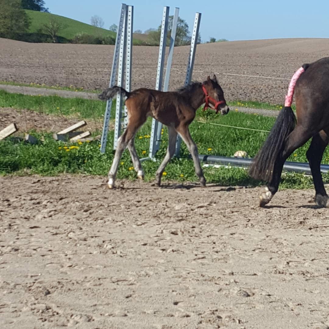 New Forest Harbogaards total temptation billede 6