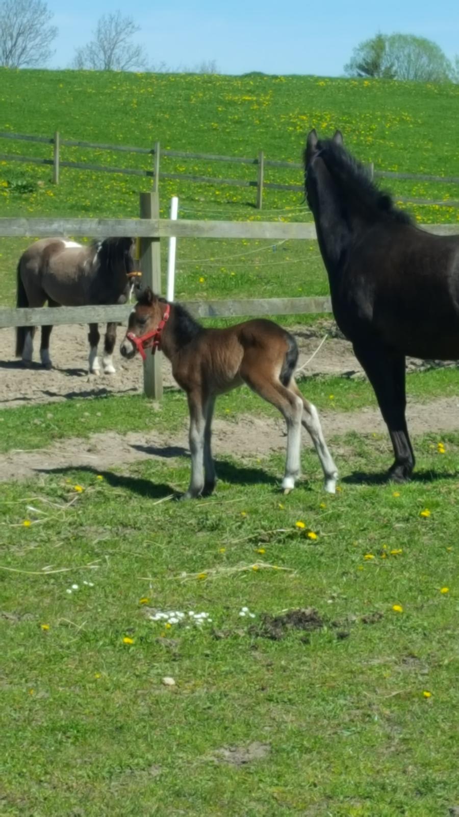 New Forest Harbogaards total temptation billede 9