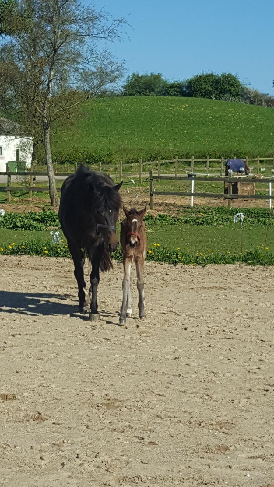 New Forest Harbogaards total temptation billede 10