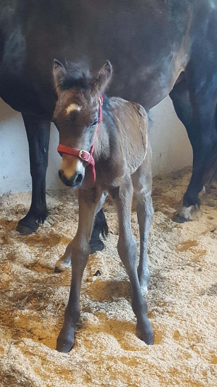 New Forest Harbogaards total temptation billede 11