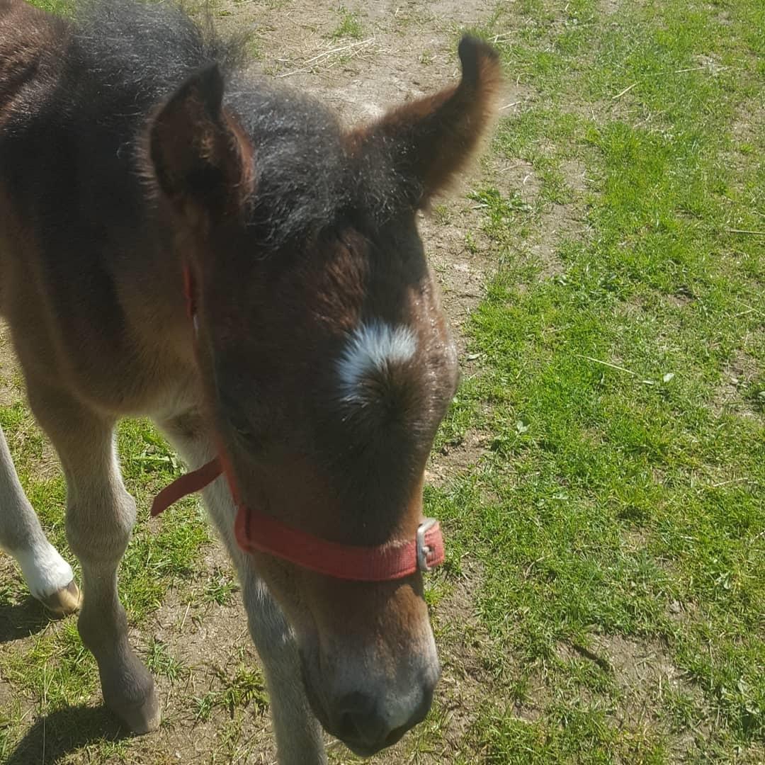 New Forest Harbogaards total temptation billede 12