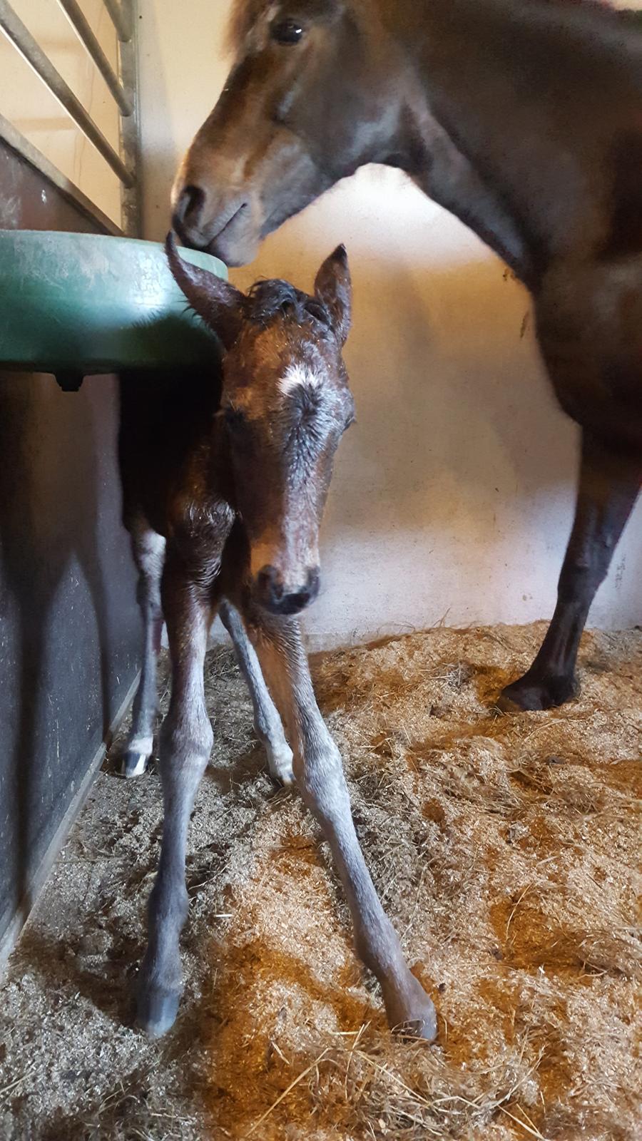 New Forest Harbogaards total temptation billede 13