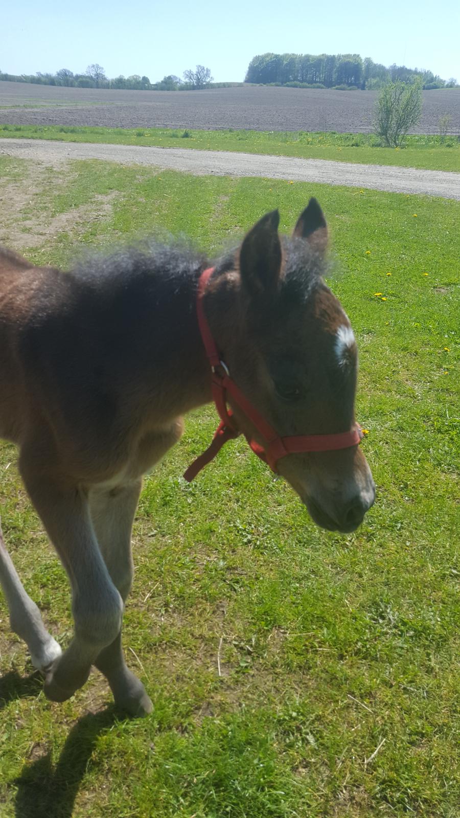 New Forest Harbogaards total temptation billede 14