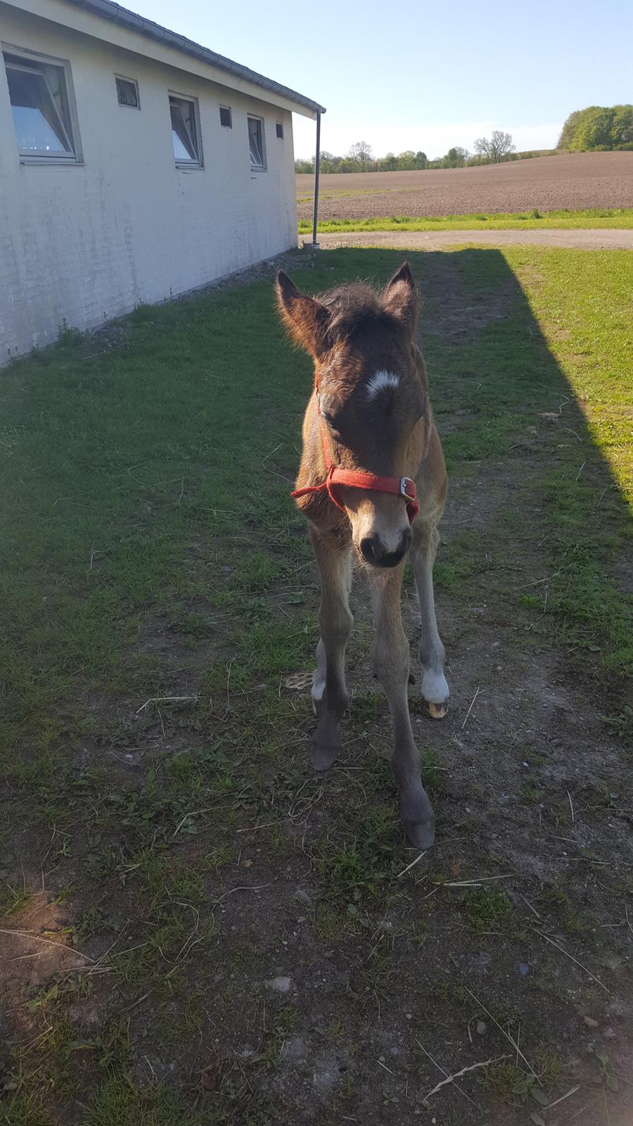 New Forest Harbogaards total temptation billede 5