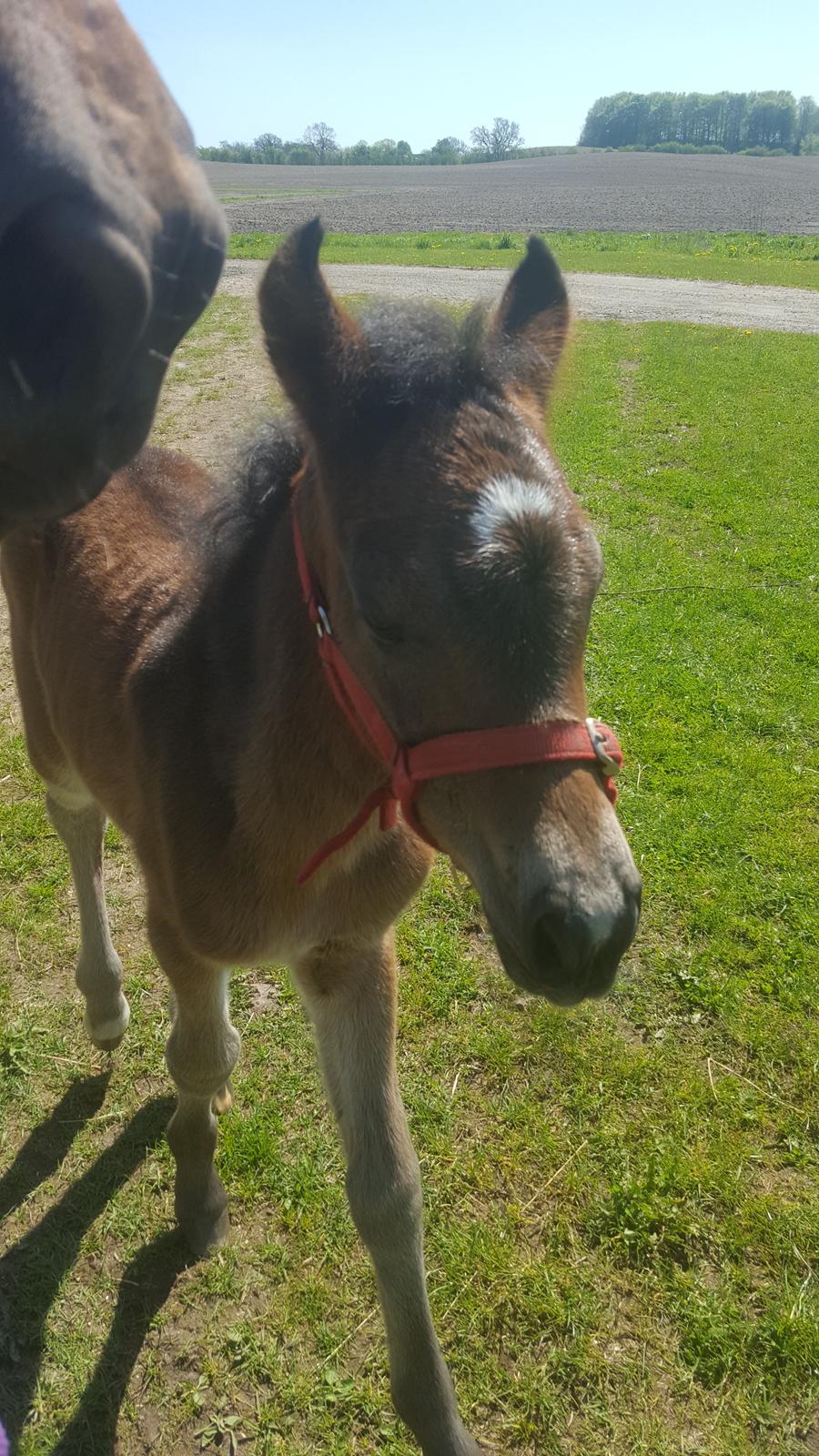 New Forest Harbogaards total temptation billede 7